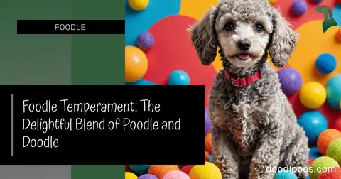 Foodle Temperament: The Delightful Blend of Poodle and Doodle