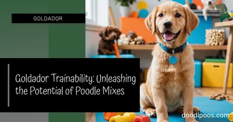 Goldador Trainability: Unleashing the Potential of Poodle Mixes