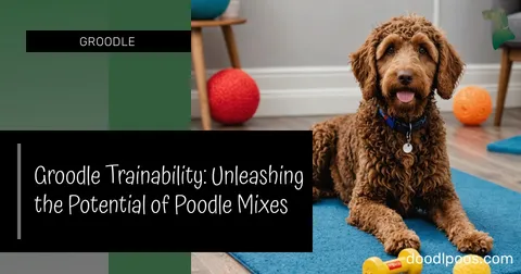 Groodle Trainability: Unleashing the Potential of Poodle Mixes