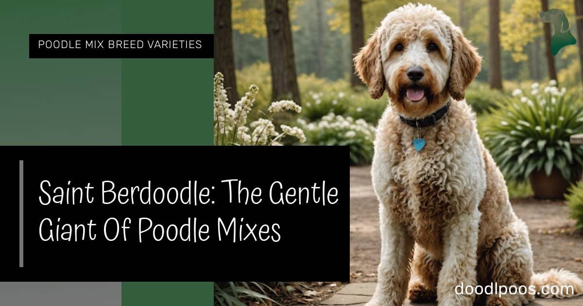 Saint Berdoodle: The Gentle Giant Of Poodle Mixes - Doodles n Poodles