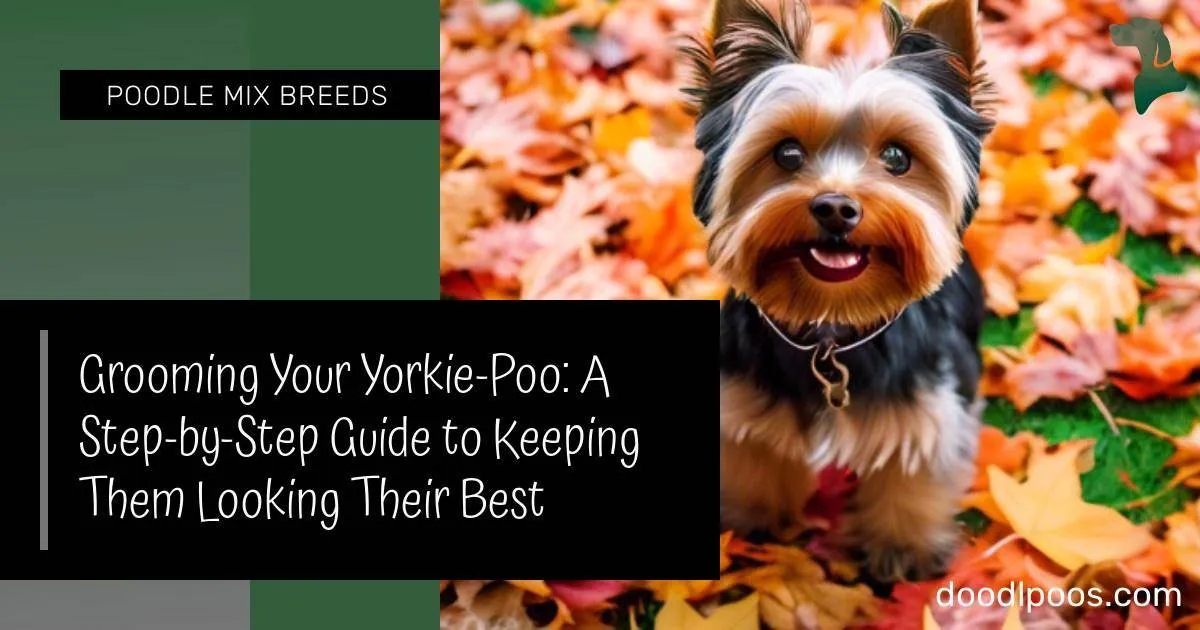 Grooming Your YorkiePoo A StepbyStep Guide to Keeping Them Looking