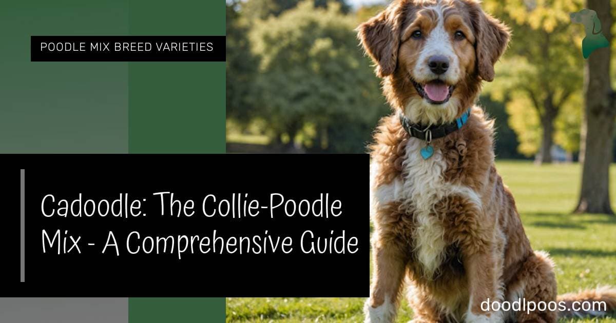 Cadoodle: The Collie-Poodle Mix - A Comprehensive Guide - Doodles n Poodles