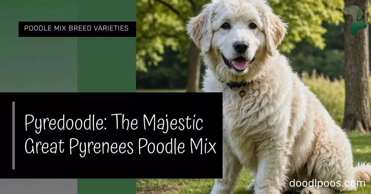 Pyredoodle: The Majestic Great Pyrenees Poodle Mix - Doodles n Poodles