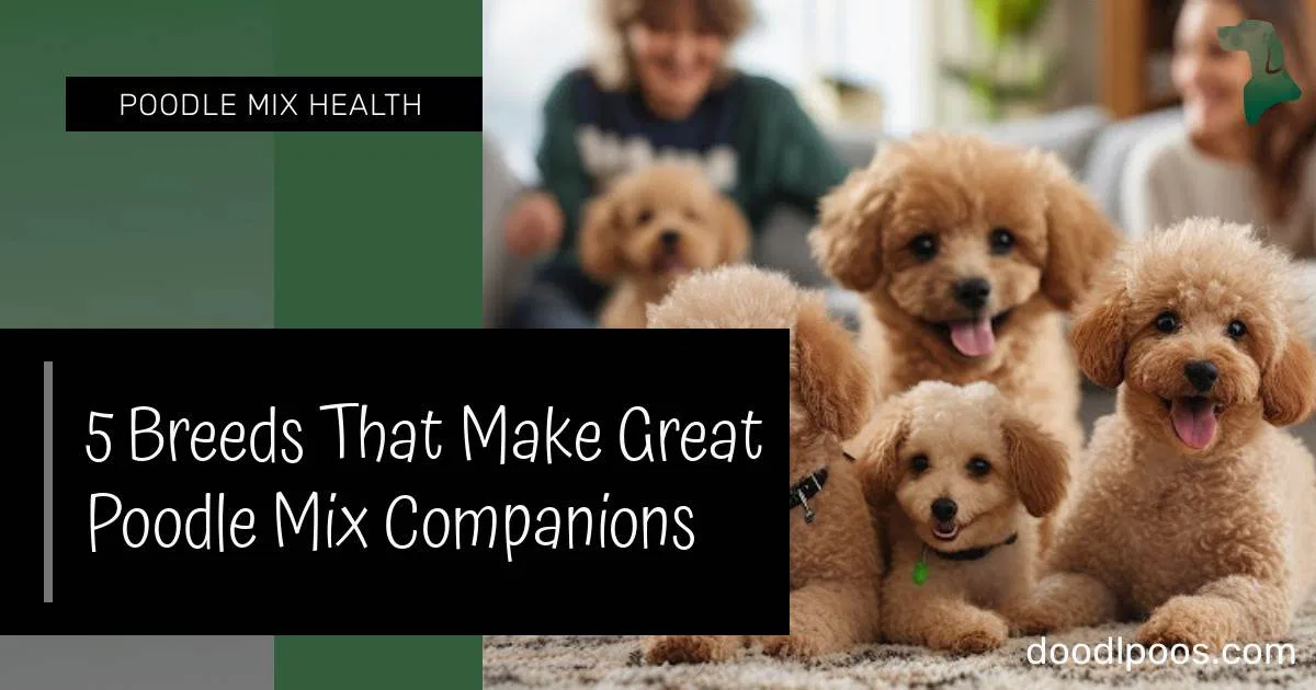 5 Breeds That Make Great Poodle Mix Companions