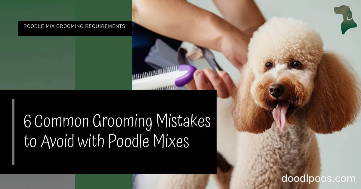 How to Manage Shedding and Keep Your Home Clean with Pom Poodle Mixes ...