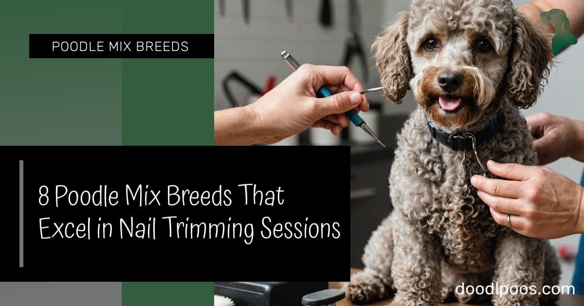 View of 8 Poodle Mix Breeds That Excel in Nail Trimming Sessions