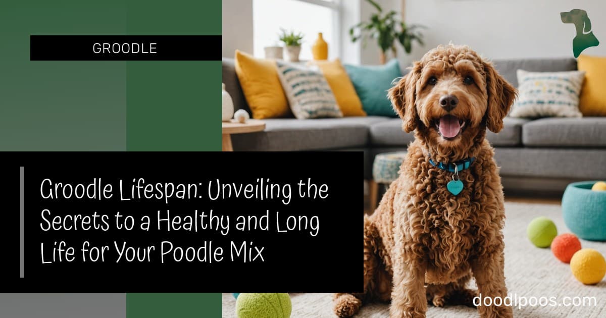 Groodle Lifespan: Unveiling the Secrets to a Healthy and Long Life for ...