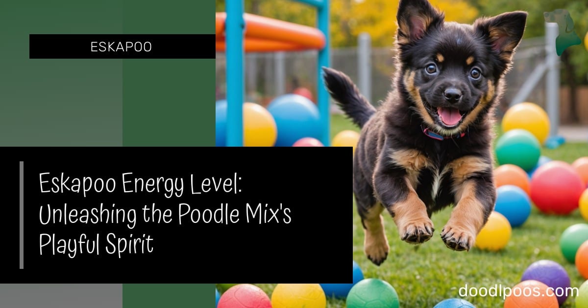 About us Eskapoo Energy Level: Unleashing the Poodle Mix's Playful Spirit